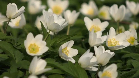 Spring flowers Video stock 74871783