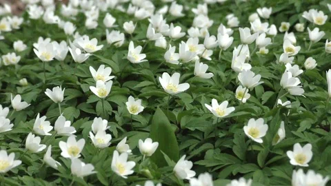 Spring flowers Video stock 74872293