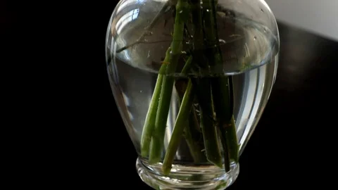 Spring flowers  Stock Footage 81136006