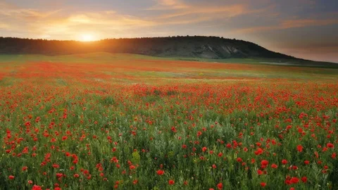 Spring flowers  库存影片 83741013