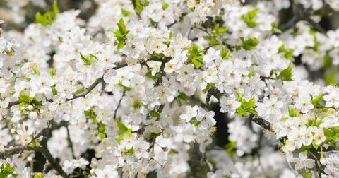 Spring flowers Stock Footage 85328145