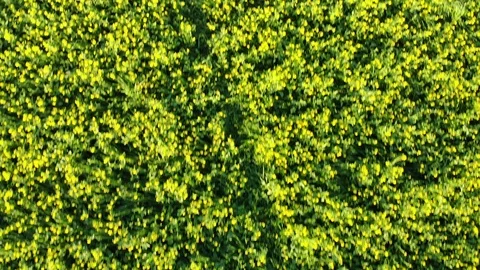 Spring flowers Video stock 87757219