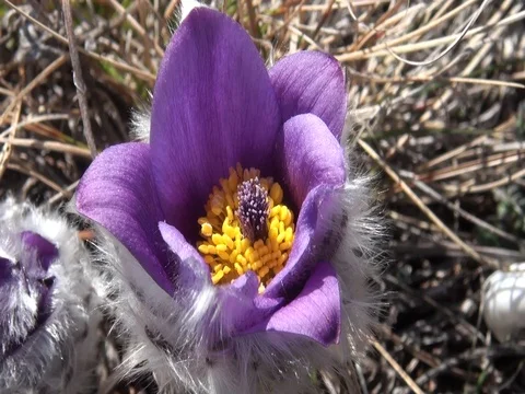 Spring flowers Stock Footage 88164170