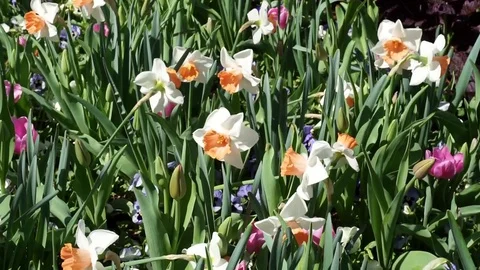 Spring Flowers. Stock Footage 88412647