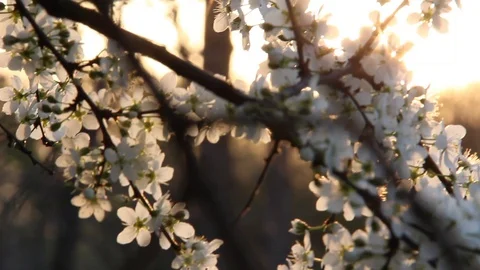 Spring flowers Stock Footage 89659227