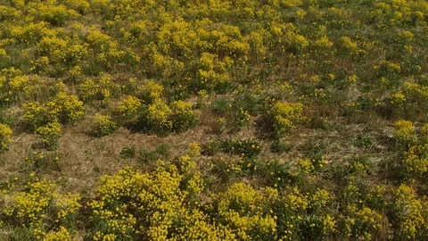 Spring flowers Vidéo 89671954