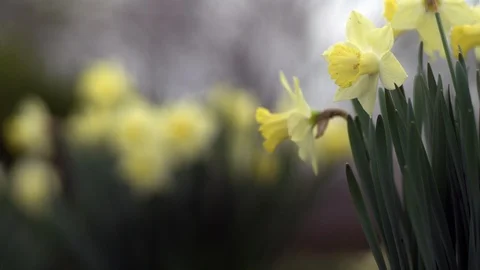 Spring Flowers Stock Footage 90566084