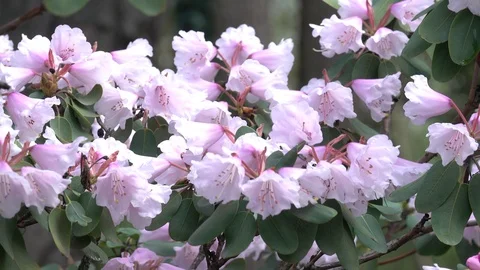 Spring Flowers Stock Footage 105429277