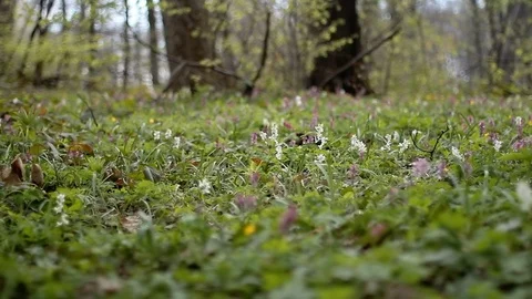 Spring Flowers Stock-Footage 105925390