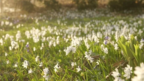 Spring flowers 動画素材 110101618