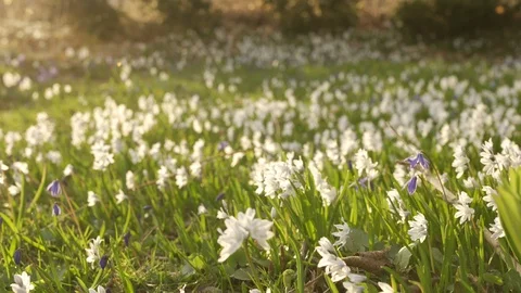 Spring flowers 動画素材 110103148