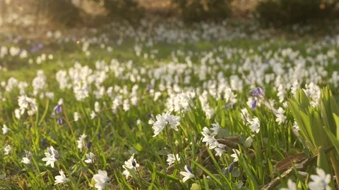 Spring flowers 動画素材 110104506