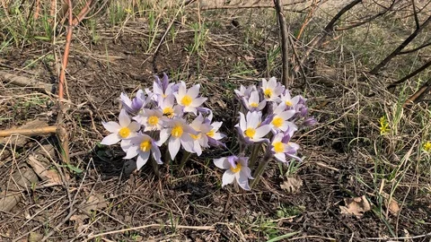 Spring flowers Stock Footage