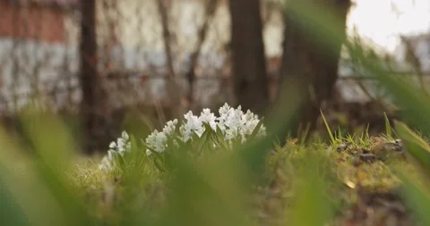 Spring flowers Stock Footage 131142420