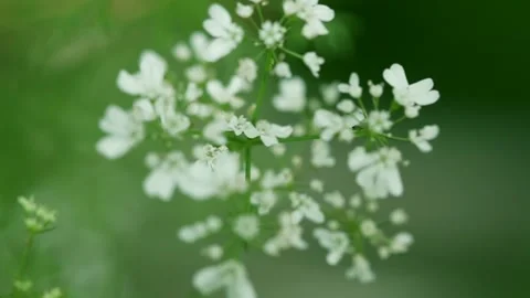 Spring flowers Stock Footage 136189967