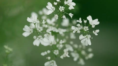 Spring flowers Stock Footage 136190002