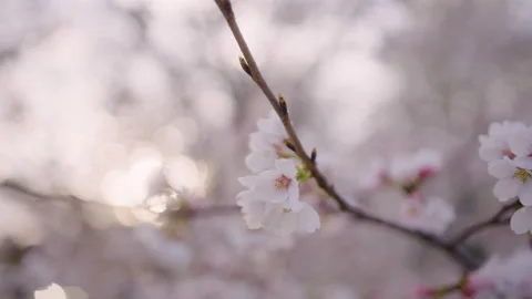 Spring Flowers Stock Footage 151031346