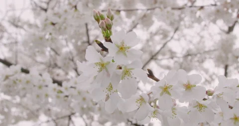 Spring Flowers Stock Footage 151034587