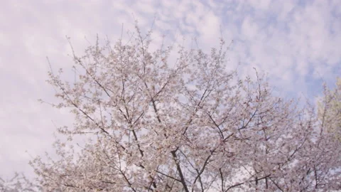 Spring Flowers Stock Footage 151034588