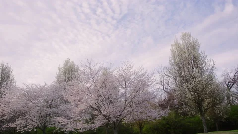 Spring Flowers Stock Footage 151035080