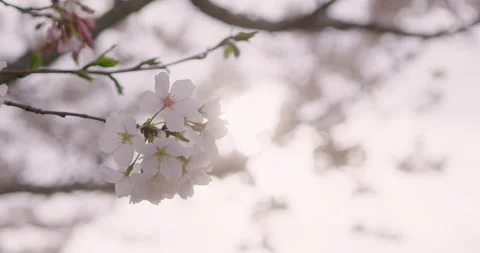 Spring Flowers Stock Footage 151035096