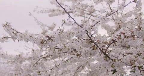 Spring Flowers Stock Footage 151036060