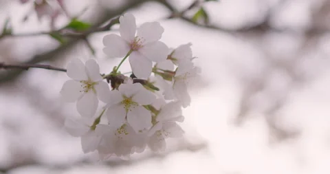 Spring Flowers Stock Footage 151036141