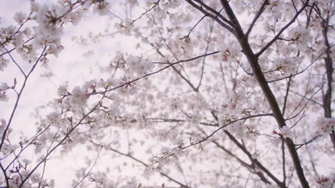 Spring Flowers Stock Footage 151037175