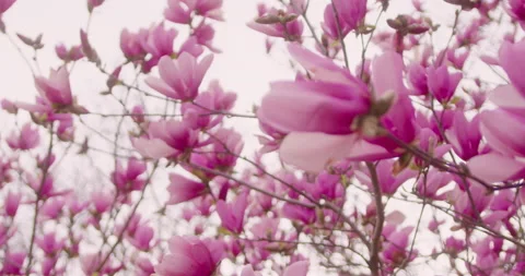 Spring Flowers Stock Footage 151037324