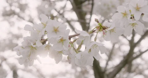 Spring Flowers Stock Footage 151037396