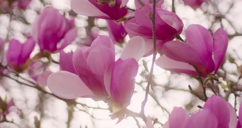 Spring Flowers Stock Footage 151037586