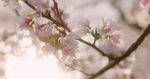 Spring Flowers Stock Footage 151038008