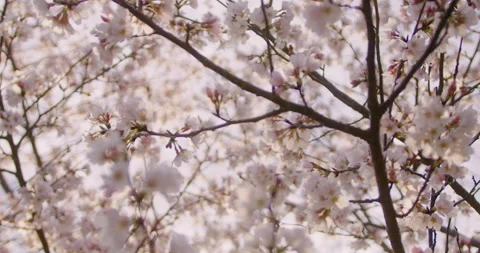 Spring Flowers Stock Footage 151038257