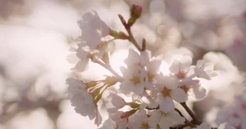Spring Flowers Stock Footage 151038362