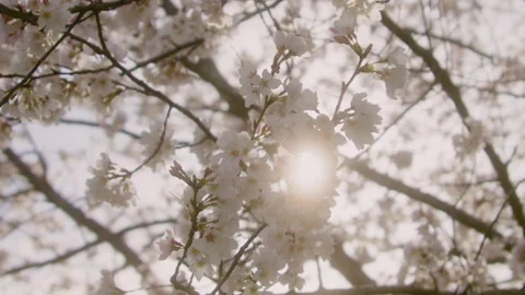 Spring Flowers Stock Footage 151038605