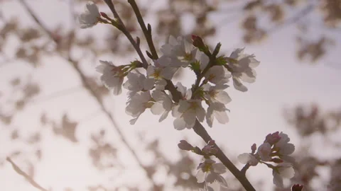 Spring Flowers Stock Footage 151038652