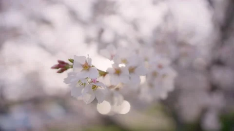 Spring Flowers Stock Footage 151038875