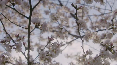 Spring Flowers Stock Footage 151038995