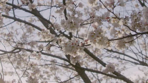Spring Flowers Stock Footage 151039062