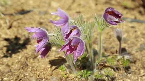 Spring flowers Stock Footage 153159576