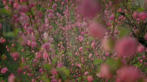 Spring Flowers Stock Footage 173060511