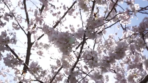 SPRING FLOWERS 스톡 동영상 194008278