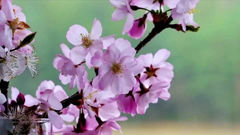 Spring flowers Stock-Footage 205224740