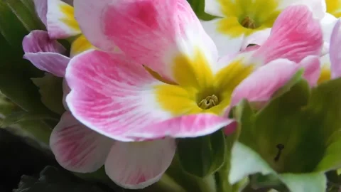 Spring flowers Stock Footage 236573202
