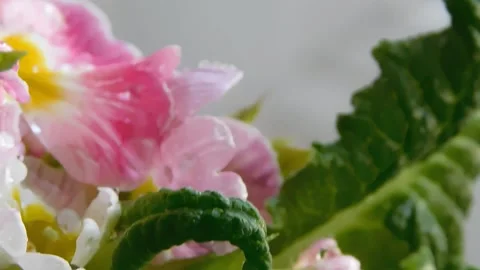 Spring flowers Stock Footage 236573203