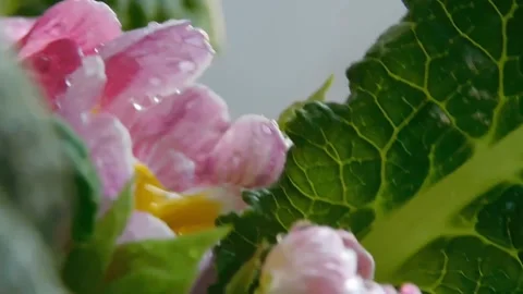 Spring flowers Stock Footage 236573204