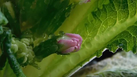 Spring flowers Stock Footage 236573207