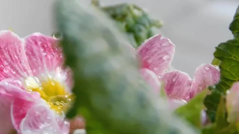 Spring flowers Stock Footage 236573208