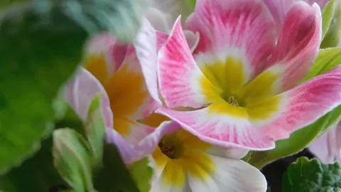 Spring flowers Stock Footage 236573210