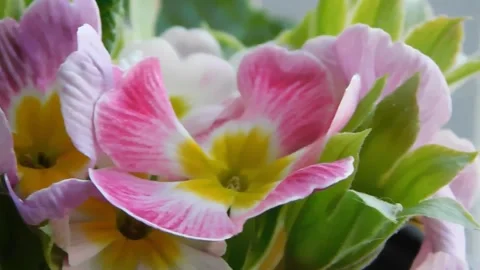 Spring flowers Stock Footage 236573211